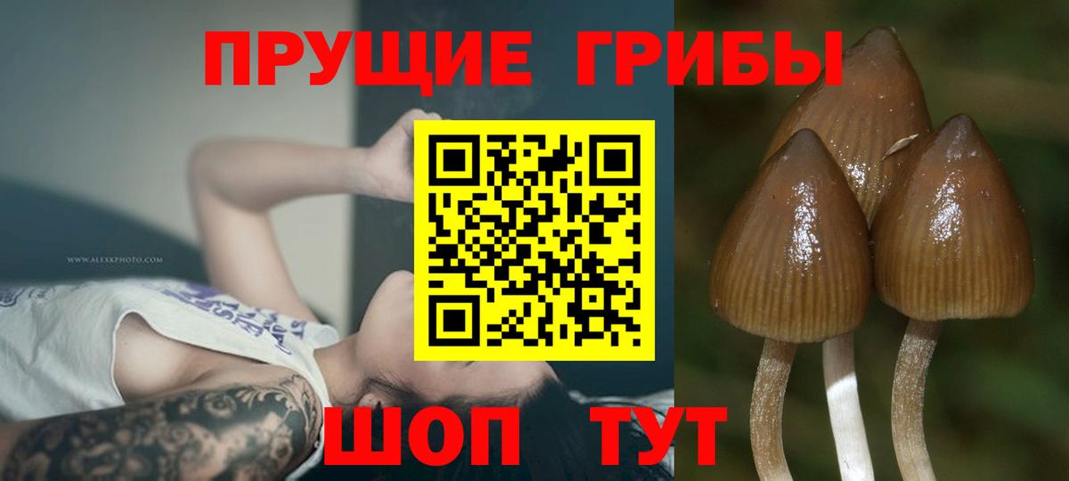 Галлюциногенные грибы Psilocybine cubensis Верхняя Салда